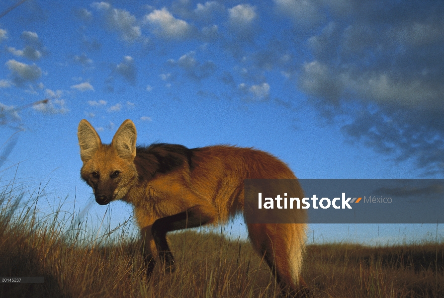 Lobo de crin (Chrysocyon brachyurus) salir a cazar al anochecer, principalmente un animal nocturno, 