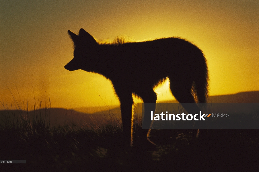 Lobo de crin (Chrysocyon brachyurus) Silueta sol, salir a cazar al anochecer, principalmente un anim