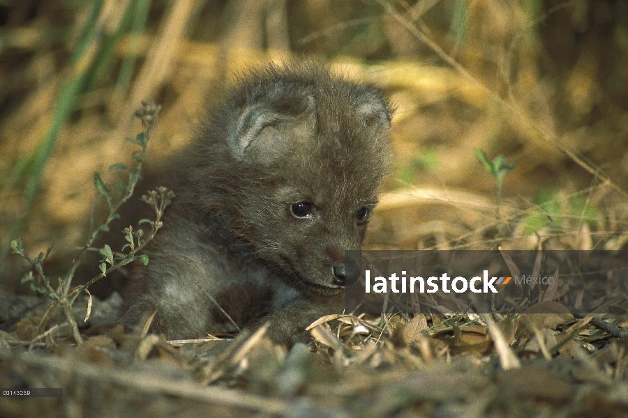 Crin pup 34 viejo lobo (Brachyurus de Chrysocyon) comienza a explorar sus alrededores, Brasil