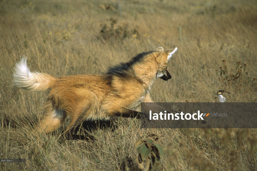 Lobo de crin (Chrysocyon brachyurus) captura de aves de tierra pequeña en Brasil de praderas, Parque