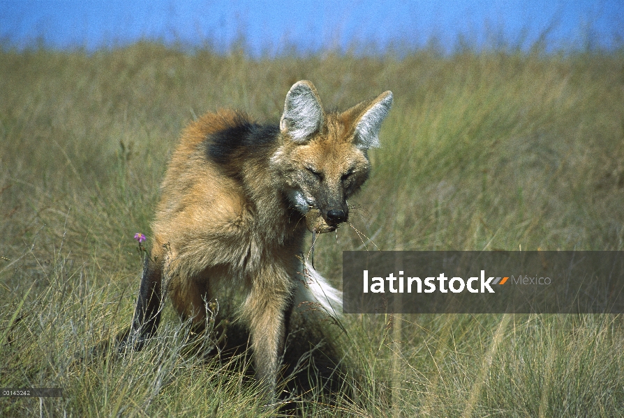 Lobo de crin (Chrysocyon brachyurus) comiendo roedores que acaba de capturar en la densa hierba, Par