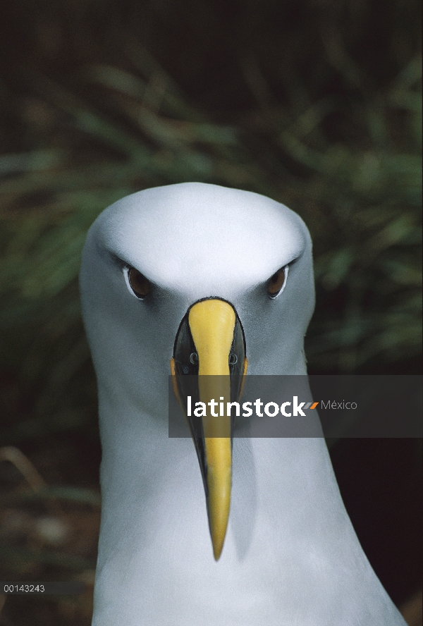 Endémica de Buller Albatros (Thalassarche Hundegger) Islas del sur de Nueva Zelanda, cría expositora