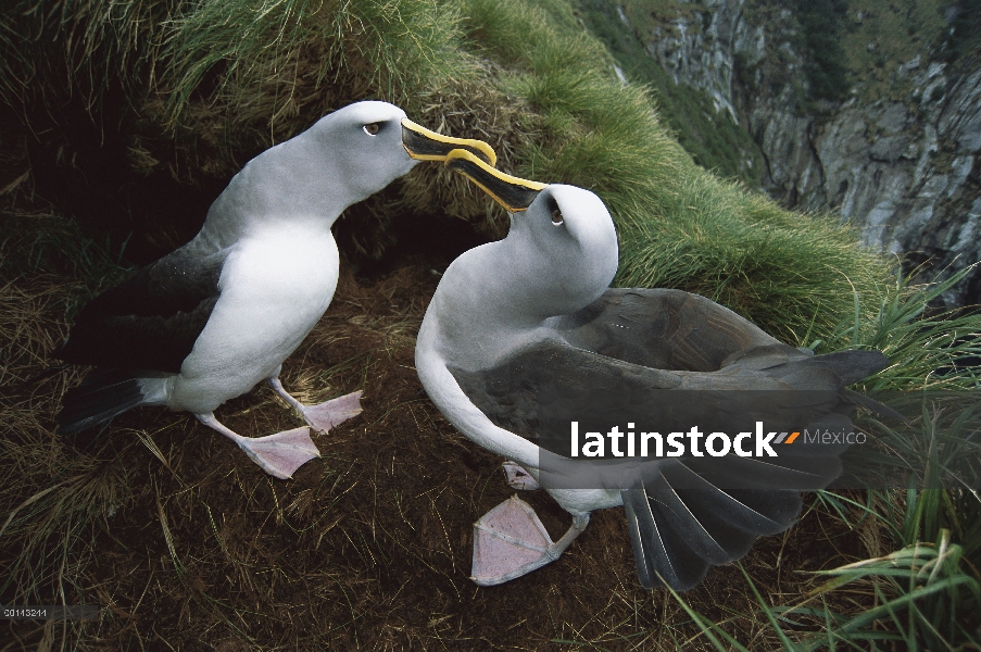 Par de Albatros (Thalassarche Hundegger) de Buller realizando danza de cortejo que incluye cola fann