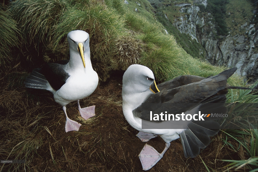 Par de Albatros (Thalassarche Hundegger) de Buller realizando danza de cortejo que incluye cola fann