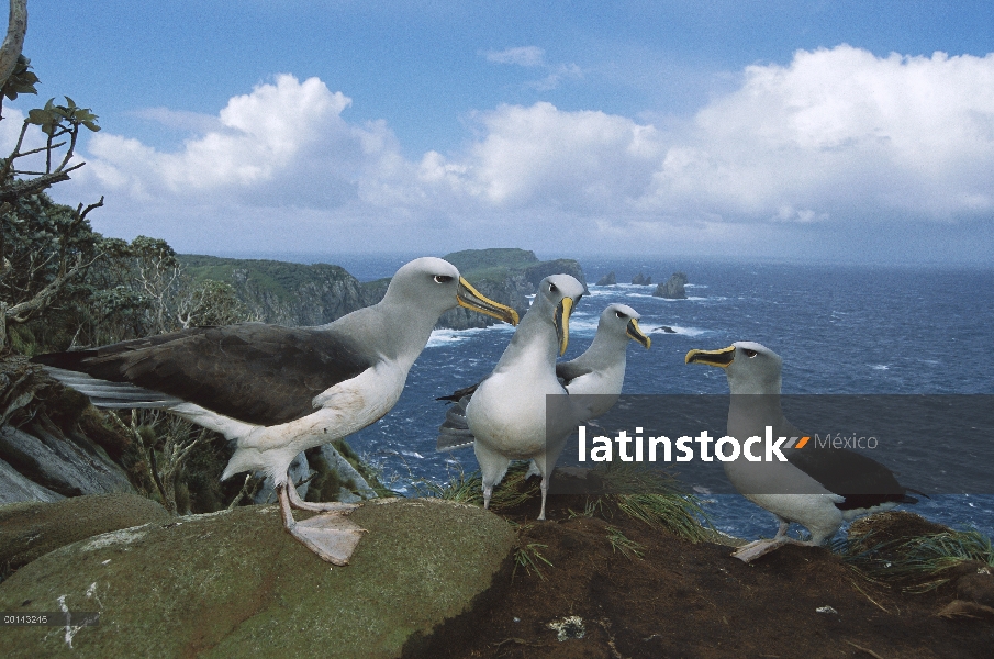 Albatros (Thalassarche Hundegger) gamming grupo de Buller de cuatro en tormenta azotó occidentales a