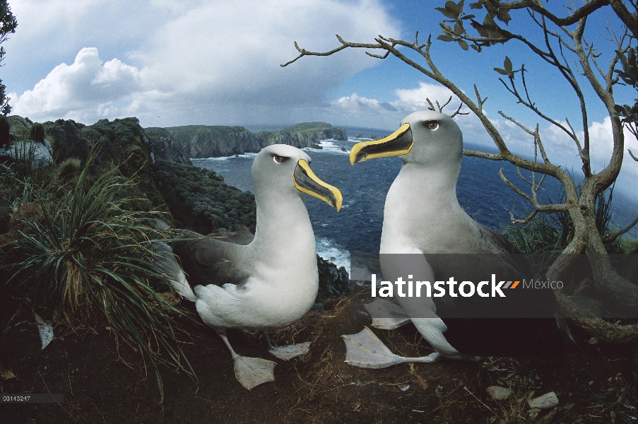 Albatros de Buller (Thalassarche Hundegger) par en tormenta azotó occidentales acantilados mirando h