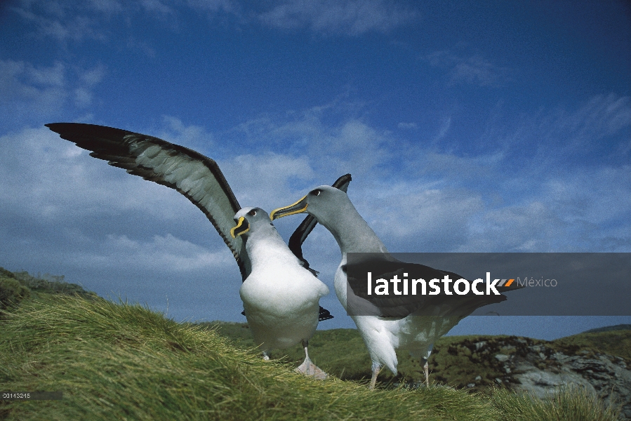 Endémica de Buller Albatros (Thalassarche Hundegger) Islas del sur de Nueva Zelanda, par investigar 