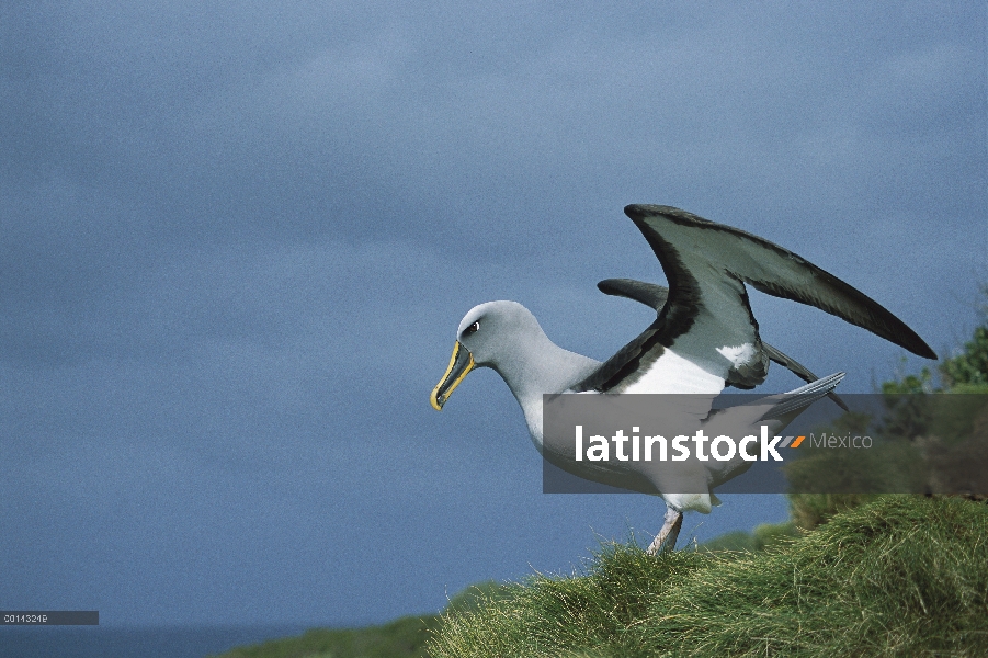 Endémica de Buller Albatros (Thalassarche Hundegger) Islas del sur de Nueva Zelanda, cría de adultos