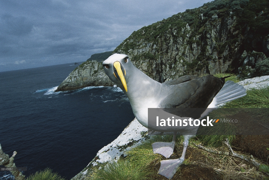 Albatros de Buller (Thalassarche Hundegger) endémica de las islas del sur de Nueva Zelanda, investig