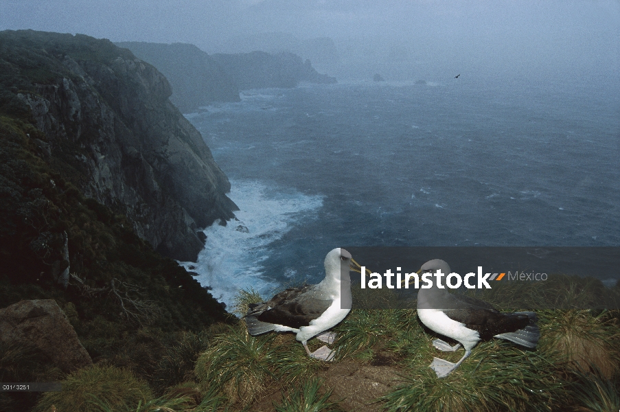 Albatros de Buller (Thalassarche Hundegger) endémica de las islas del sur de Nueva Zelanda, par cort