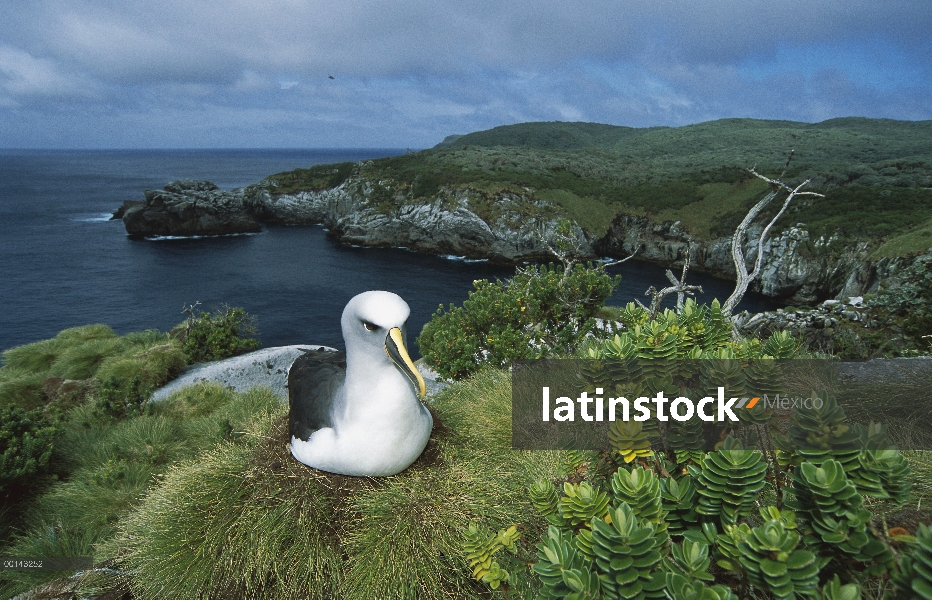 Endémica de Buller Albatros (Thalassarche Hundegger) Isla Sur de Nueva Zelanda, anidando entre plant