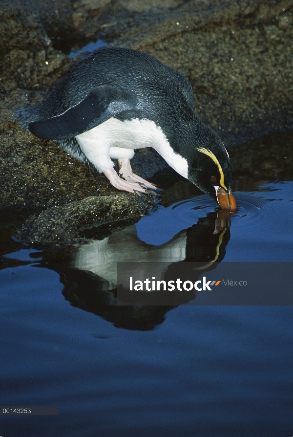 Snares Crested Penguin (Eudyptes robustus) beber de lluvia piscina, punto de estación, Islas Snares,