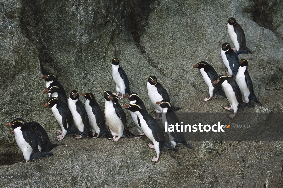 Arrasa con vendidos a pingüino Crestado (Eudyptes robustus) grupo ruta de cercanías por ladera de gr