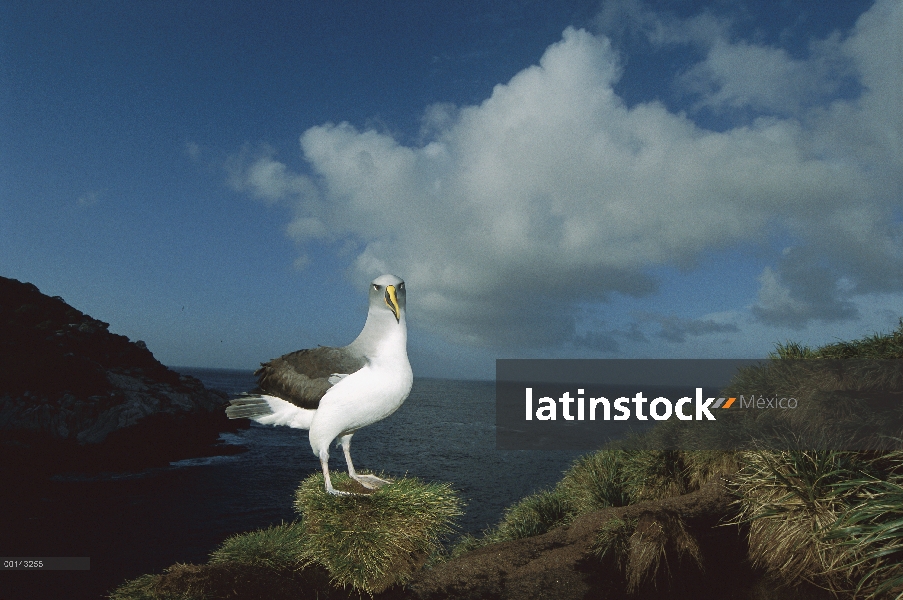 Endémica de Buller Albatros (Thalassarche Hundegger) Islas del sur de Nueva Zelanda, cría adulto par