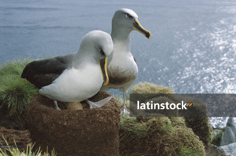 Endémica de Buller Albatros (Thalassarche Hundegger) Islas del sur de Nueva Zelanda, par compartir d