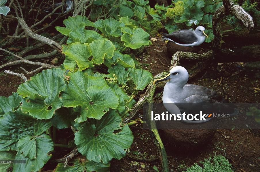 Endémica de Buller Albatros (Thalassarche Hundegger) Isla Sur de Nueva Zelanda, anidando entre plant