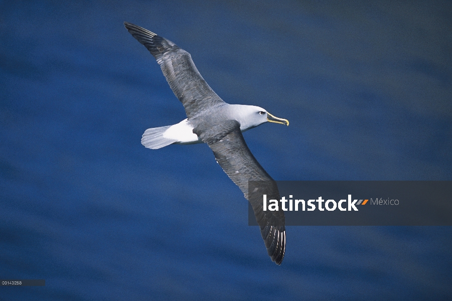 Endémica de Buller Albatros (Thalassarche Hundegger) Islas del sur de Nueva Zelanda, volando sobre e