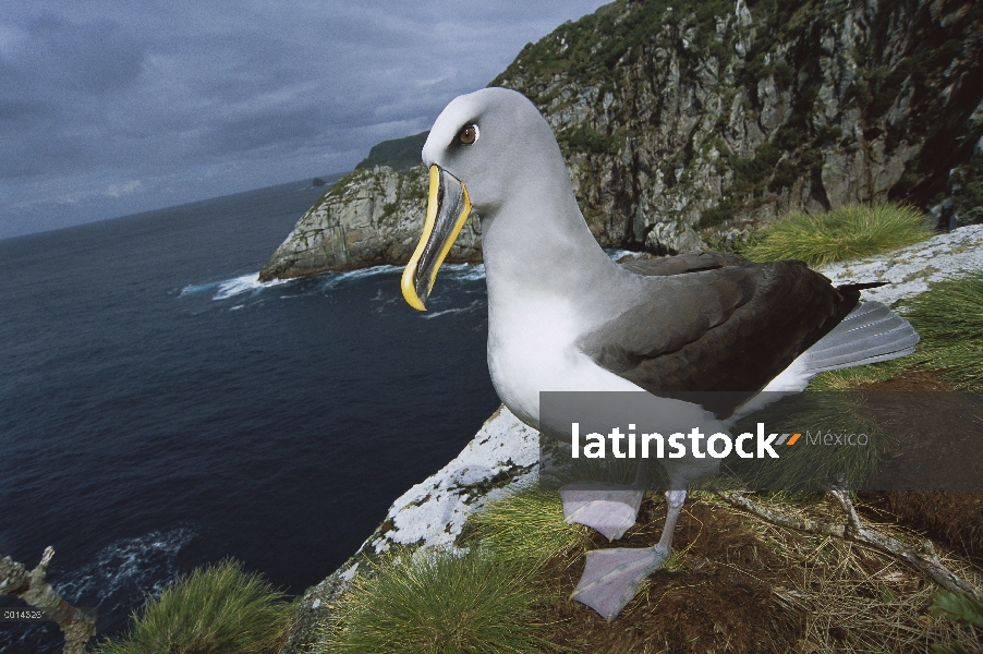 Albatros de Buller (Thalassarche Hundegger) investigando potencial nido sitio a lo largo de Olearia 