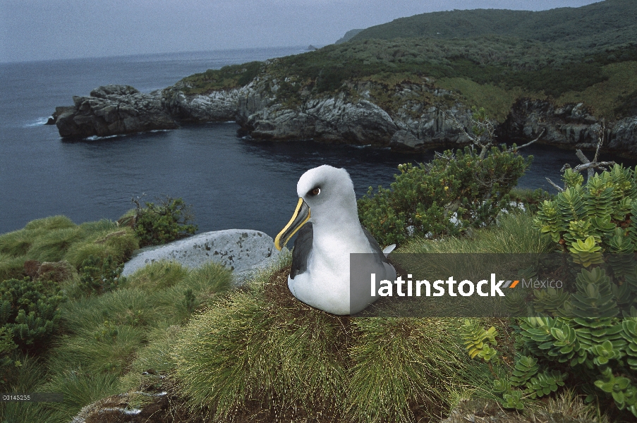 Endémica de Buller Albatros (Thalassarche Hundegger) Isla Sur de Nueva Zelanda, anidando entre plant