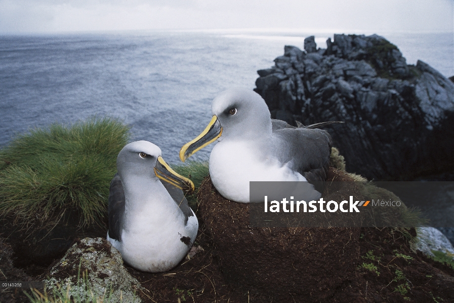 Albatros de Buller (Thalassarche Hundegger) endémica de las islas del sur de Nueva Zelanda, par refo