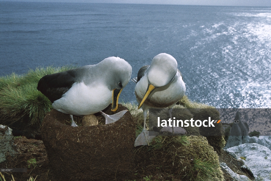 Endémica de Buller Albatros (Thalassarche Hundegger) Islas del sur de Nueva Zelanda, par intercambia