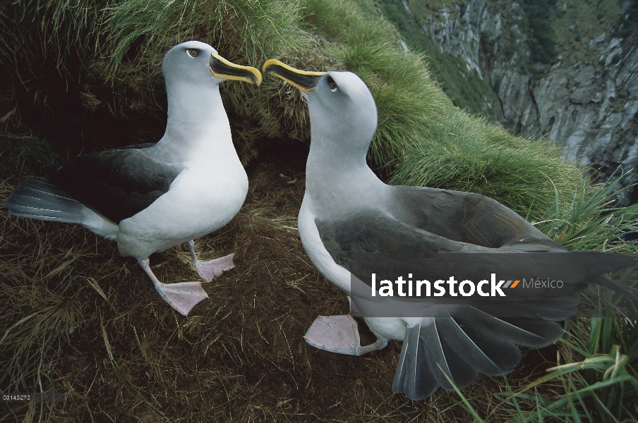 Par de Albatros (Thalassarche Hundegger) de Buller realizando el cortejo de la danza, Islas Snares, 