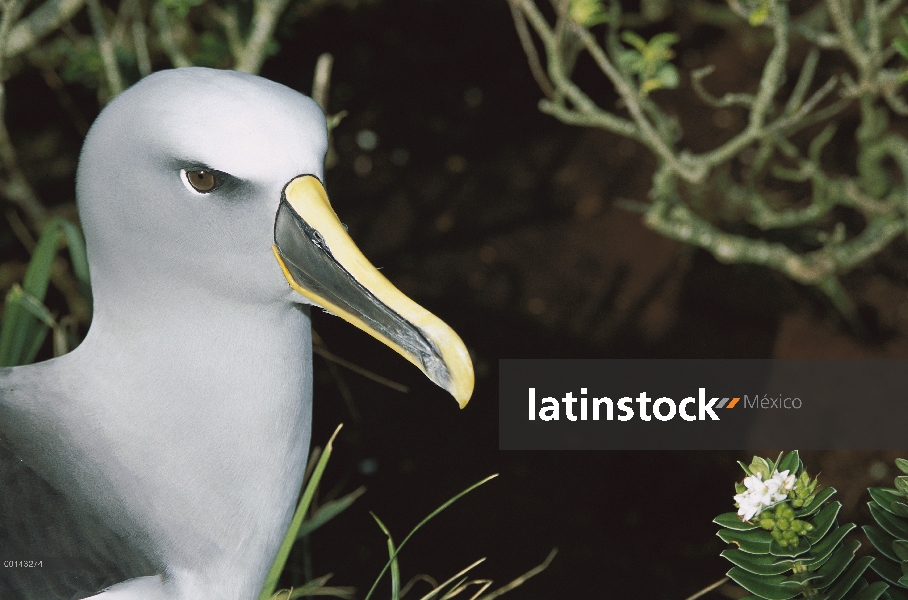 Endémica de Buller Albatros (Thalassarche Hundegger) Islas del sur de Nueva Zelanda, cría a adulto c