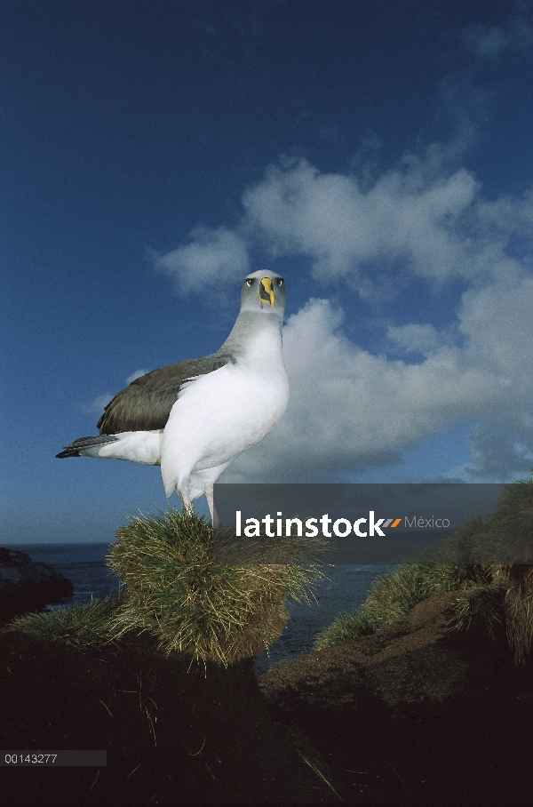 Endémica de Buller Albatros (Thalassarche Hundegger) Islas del sur de Nueva Zelanda, cría a adulto c