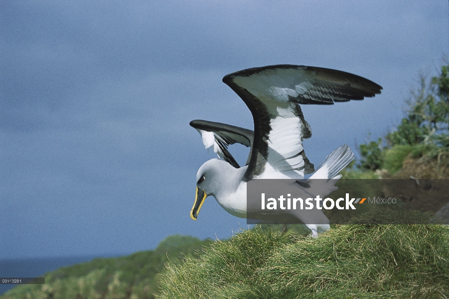 Endémica de Buller Albatros (Thalassarche Hundegger) Islas del sur de Nueva Zelanda, cría a adulto c