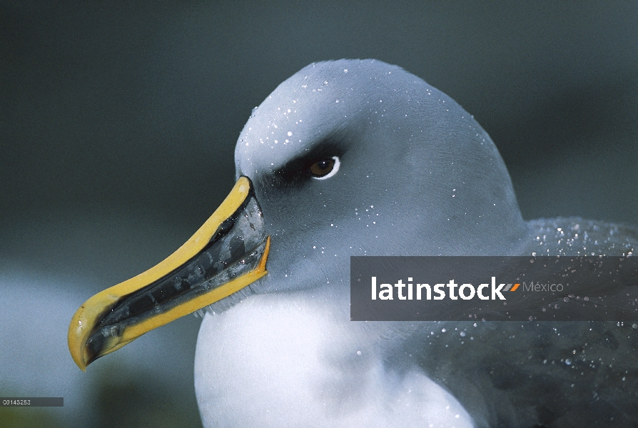 Albatros (Thalassarche Hundegger) donde es endémica de Buller a las islas del sur de Nueva Zelanda, 