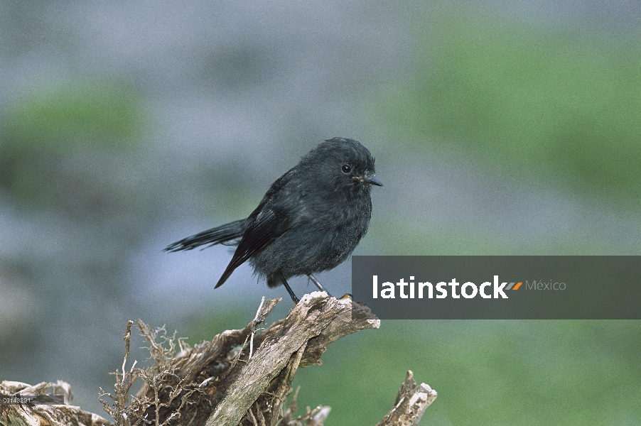 Negro la variación del color endémicas negro Tomtit (Traversi Spreng dannefaerdi), Islas Snares, Nue