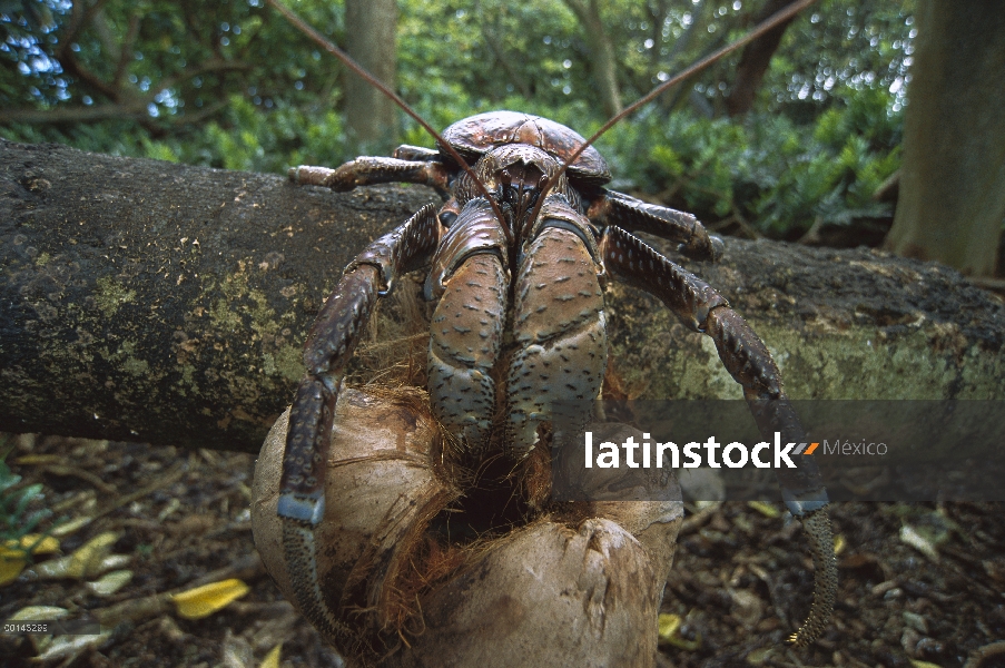 Cangrejo de coco (latro de Birgus) invertebrado más grande del mundo de la tierra, descascarar y com