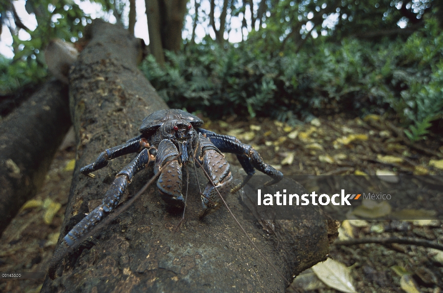 Cangrejo de coco (latro de Birgus) en tronco de árbol caído, invertebrado terrestre más grande del m