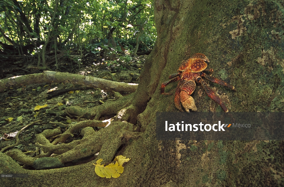 Cangrejo de coco (latro de Birgus) escala un árbol magnífico del diablo-garras