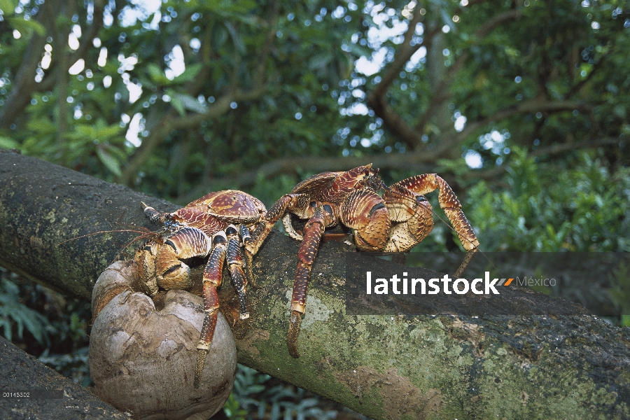 Cangrejo de coco (latro de Birgus) par comer coco en bosque, suelo invertebrado terrestre más grande