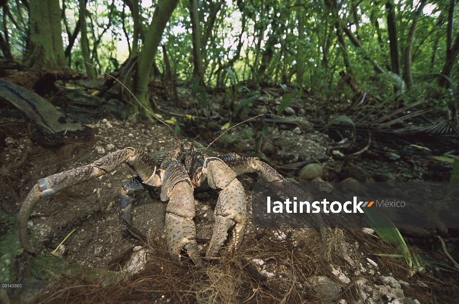 Cangrejo de coco (latro de Birgus) cavar madrigueras en el suelo del bosque, Palmyra Atoll, la más g