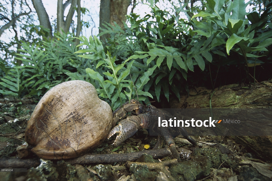 Cangrejo de coco (latro de Birgus) comiendo un coco en el bosque, suelo invertebrado terrestre más g