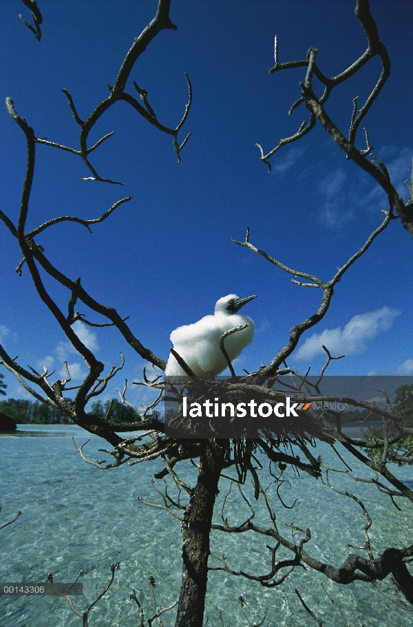 Polluelo de piquero (Sula sula) cernícalo patirrojo en nido en árbol con vistas a la laguna, isla de