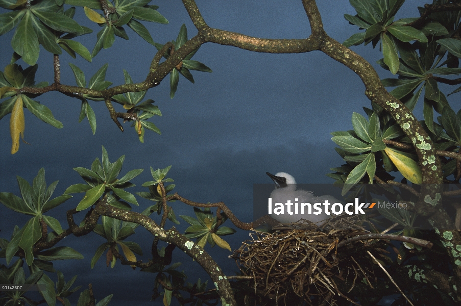 Piquero de patas rojas (Sula sula) sentado en el nido en árbol, Islas de la línea, Palmyra Atoll, Is