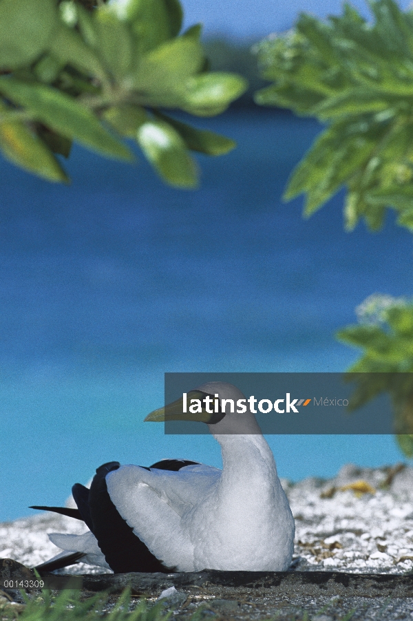 Nido de enmascarados huevo incubación de piquero (Sula dactylatra) en tierra, paraíso península, Pal