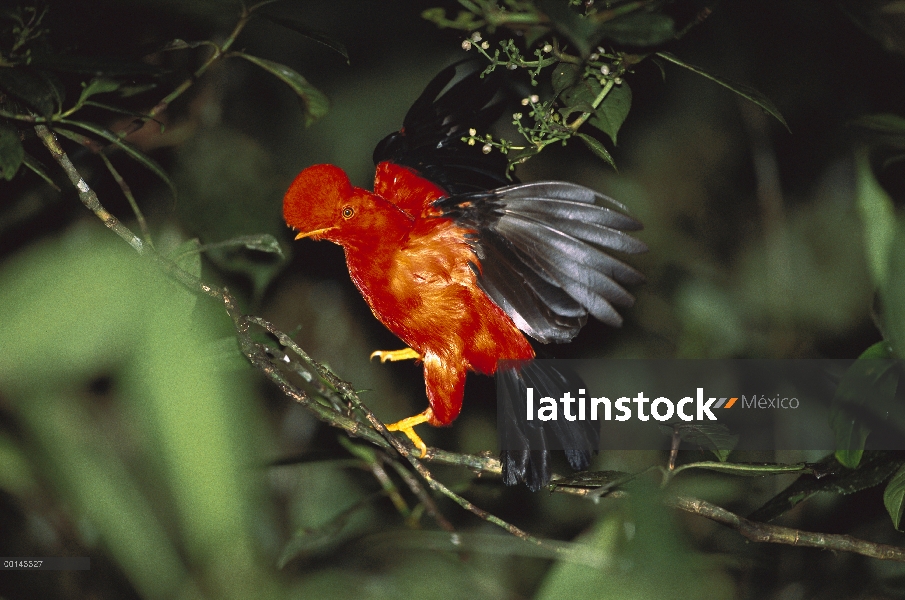 Hombre de Gallito de las rocas andino (Rupicola peruvianus) en el bosque nuboso de madrugada cortejo