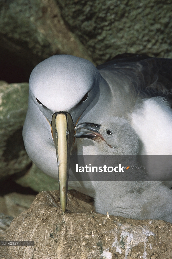 Albatros (Thalassarche salvini) chick petición principal de Salvin de alimentos, Nueva Zelanda