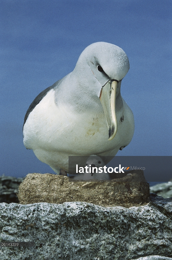 Albatros de Salvin (Thalassarche salvini) padres polluelo toma más permanente en el nido de barro, N