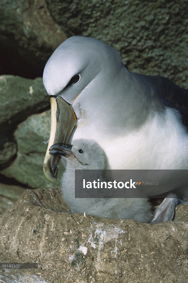 Albatros (Thalassarche salvini) chick petición principal de Salvin de alimentos, Nueva Zelanda