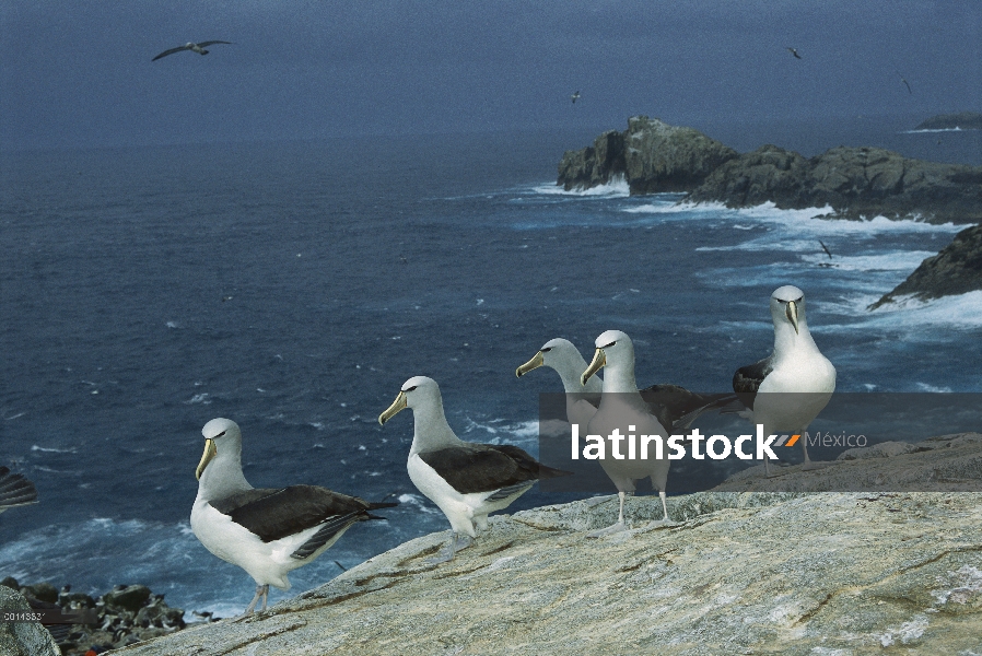 Albatros (Thalassarche salvini) pequeño grupo de Salvin de criadores no socializar en espacios de co