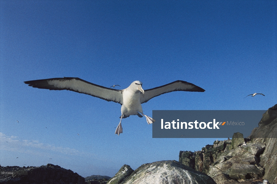 Albatros de Salvin (Thalassarche salvini) volver a Colonia de anidación después de alimentar el viaj