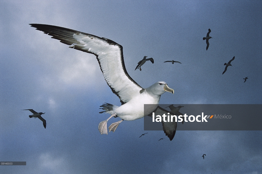 Albatros de Salvin (Thalassarche salvini) volver a Colonia de anidación después de alimentar el viaj