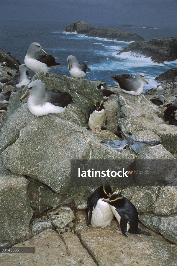 Pingüino erigir-crested (Eudyptes sclateri) y de Salvin Albatros (Thalassarche salvini) Fulmar prion