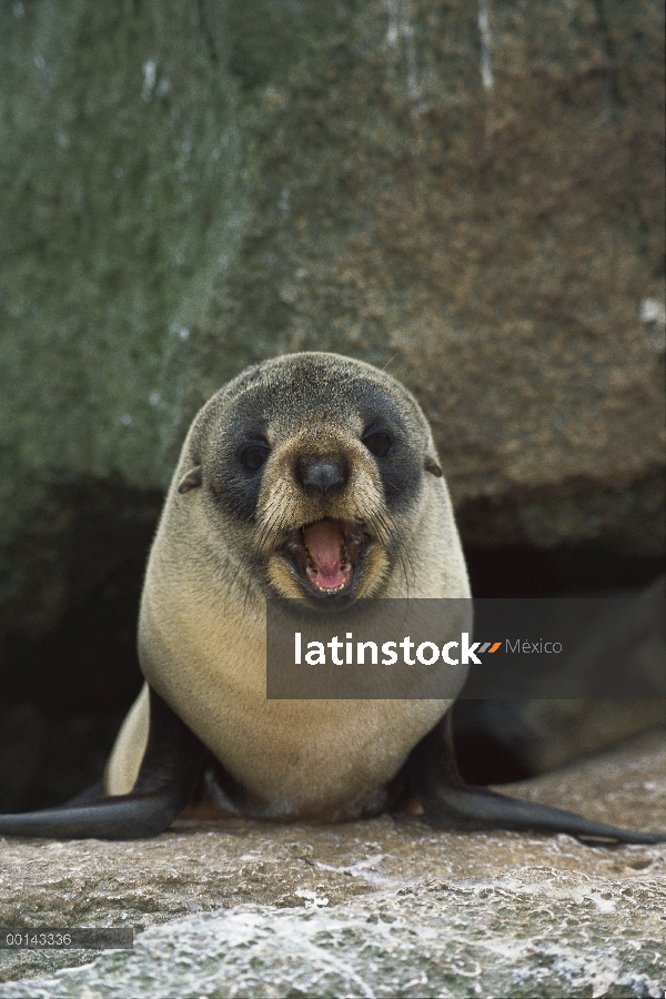 Lobo marino de Nueva Zelandia (forsteri de Arctocephalus) cachorro llamar, proclamación isla, Islas 