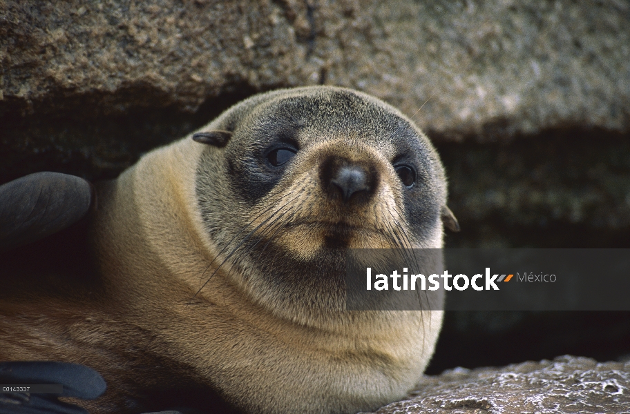 Cachorro de lobo marino de Nueva Zelandia (forsteri de Arctocephalus) retrato, isla de proclamación,